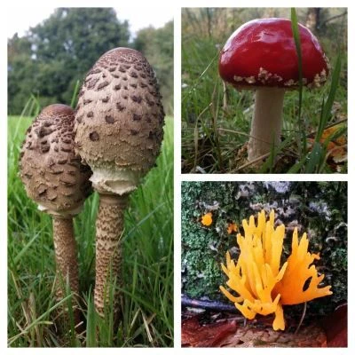 Herfst herfst, wat heb je te koop...?